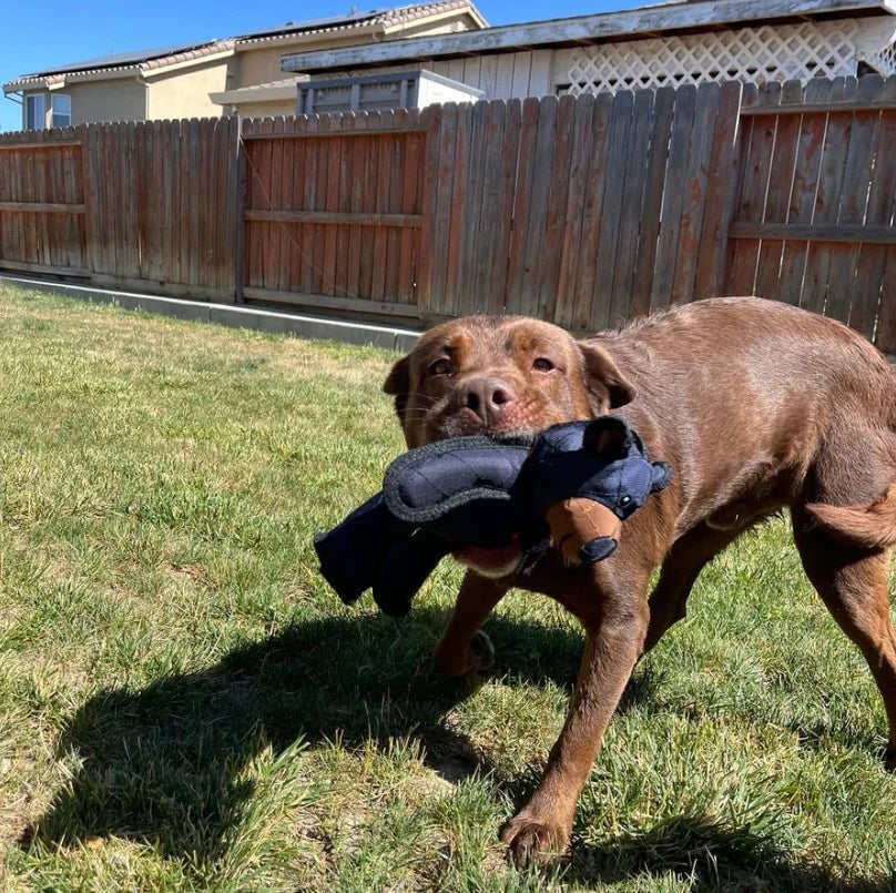 BearTough – Indestructible Fun for a Happy and Healthy Dog